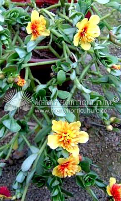 Portulaca grandiflora yellow